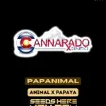 Papanimal (Feminized) - Cannarado Genetics