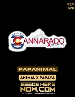 Papanimal Feminized Seeds by Cannarado Genetics featuring the hybrid strain from Animal Cookies and Papaya