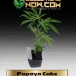 Papaya Cake Clones - ACC