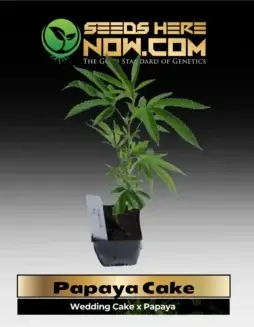 Papaya Cake Cannabis Clone showing lush green leaves and robust stem, ready for planting