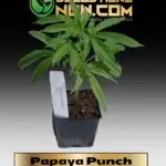 Papaya Punch Clones - ACC