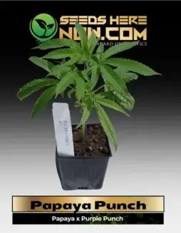 Papaya Punch Cannabis Clones in Soil Pot