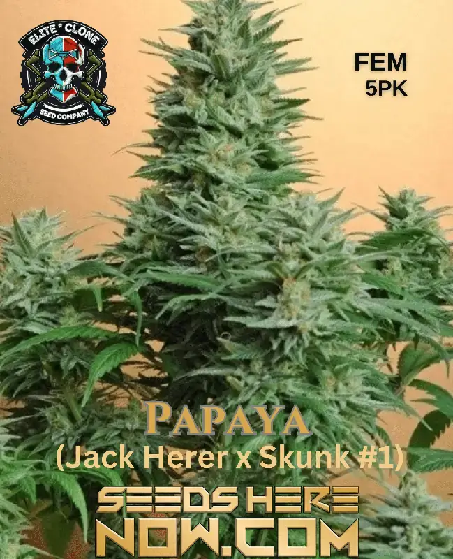 Papaya S1 feminized cannabis seeds by Elite Clone Seed Company, featuring dense tropical-flavored buds