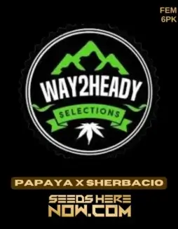 Papaya x Sherbacio feminized seeds by Way2heady with tropical fruit flavors