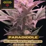Paradiddle (Feminized) - Irie Genetics