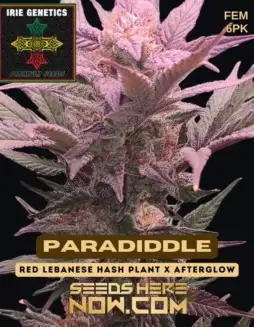 Paradiddle feminized seeds by Irie Genetics featuring 20% THC and hybrid dominance
