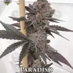 Paradiso (Feminized) - Solfire Gardens