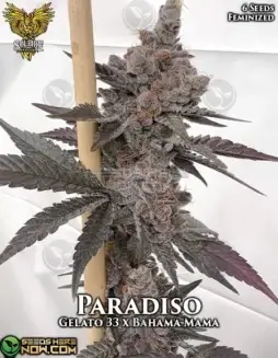 Paradiso Feminized Seeds (space) Gelato #33 x Bahama Mama