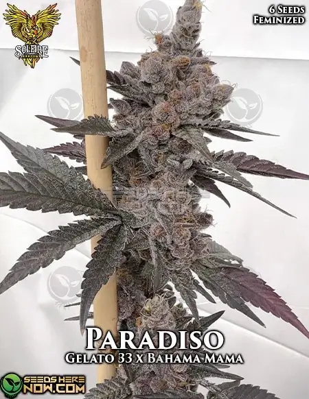 Paradiso Feminized Seeds - Gelato #33 x Bahama Mama