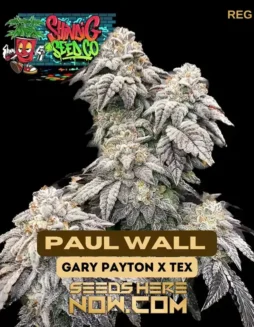 Paul Wall Regular Cannabis Seeds (space) Hybrid Strain with 25% THC by Shindig Seed Co.