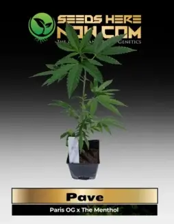 Pave Clones ACC (space) Cannabis clones with a blend of Paris OG and The Menthol genetics