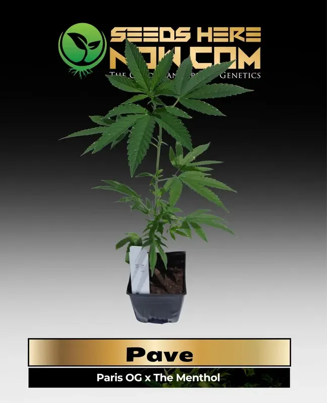 Pave Clones ACC - Cannabis clones with a blend of Paris OG and The Menthol genetics