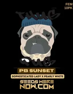 PB Sunset Feminized Seeds (space) Sweet Berries and Earthy Pine Aroma