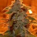 Peach Pie (Regular) - Green Fire Genetics