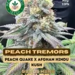 Peach Tremors (Regular) - Heart & Soil Seeds