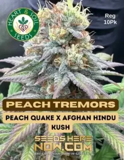 Peach Tremors Cannabis Seeds (space) Regular Seeds featuring Peach Quake and Afghan Hindu Kush lineage