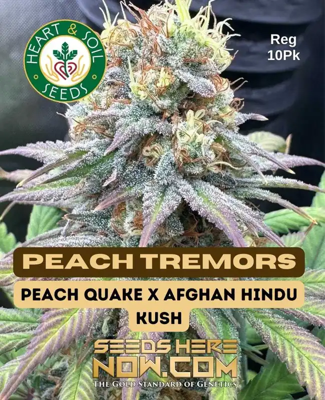 Peach Tremors Cannabis Seeds - Regular Seeds featuring Peach Quake and Afghan Hindu Kush lineage