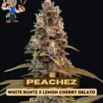 Peachez (Feminized) - Dr. Blaze