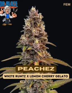 Peachez Feminized Cannabis Seeds by Dr. Blaze