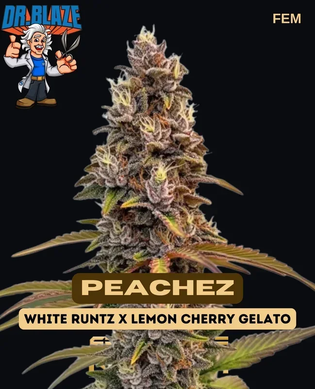 Peachez Feminized Cannabis Seeds by Dr. Blaze