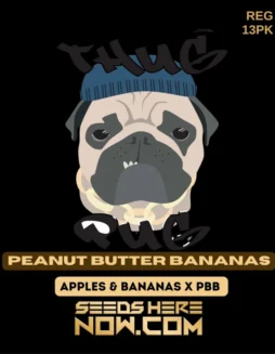 Peanut Butter Bananas regular cannabis seeds by Thug Pug Genetics featuring Apples & Bananas and Peanut Butter Breath lineage