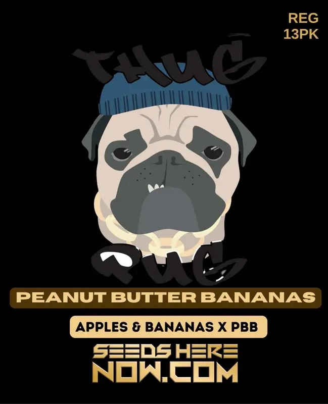 Peanut Butter Bananas regular cannabis seeds by Thug Pug Genetics featuring Apples & Bananas and Peanut Butter Breath lineage