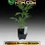 Peanut Butter Breath Clones - ACC