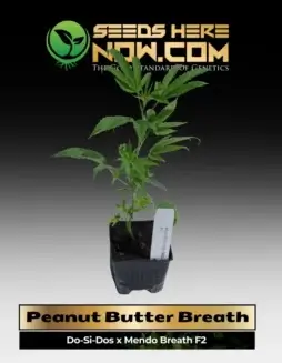 Peanut Butter Breath Cannabis Clone in Soil Pot