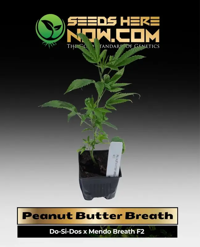 Peanut Butter Breath Cannabis Clone in Soil Pot