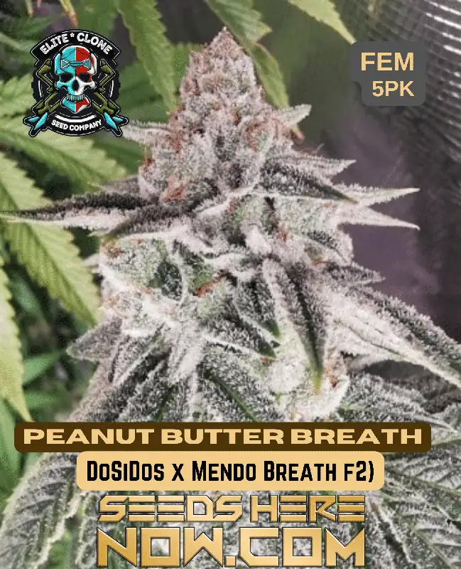 Close-up of Peanut Butter Breath S1 cannabis buds with vibrant orange pistils and frosty trichomes
