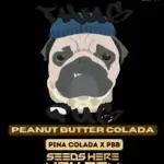 Peanut Butter Colada (Regular) - Thug Pug Genetics