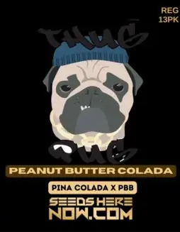 Peanut Butter Colada regular cannabis seeds by Thug Pug Genetics, featuring Pina Colada and Peanut Butter Breath genetics