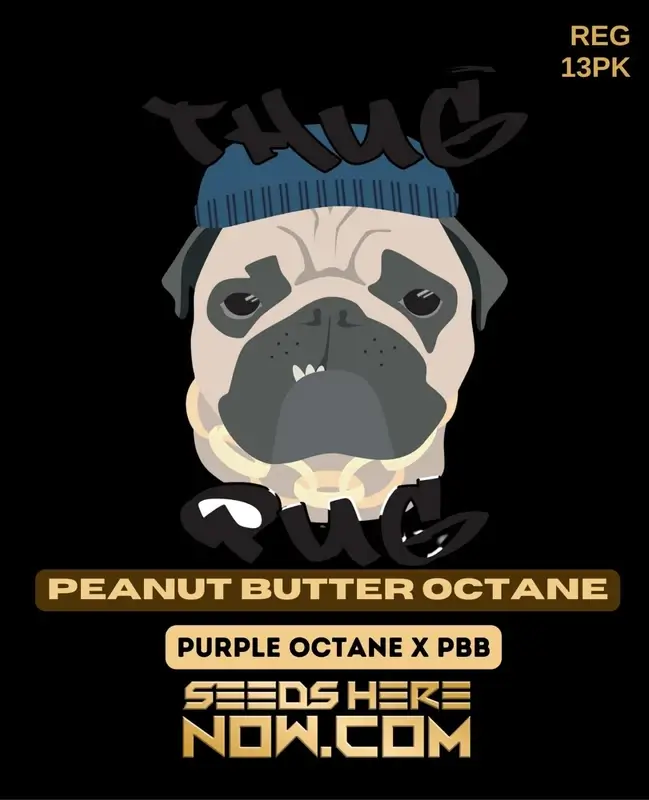 Peanut Butter Octane regular cannabis seeds pack by Thug Pug Genetics