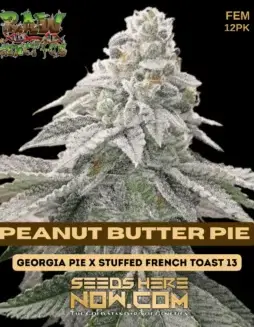 Peanut Butter Pie Cannabis Seeds by Raw Genetics, Indica Dominant, 20(space)25% THC