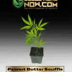 Peanut Butter Souffle Clones -  ACC
