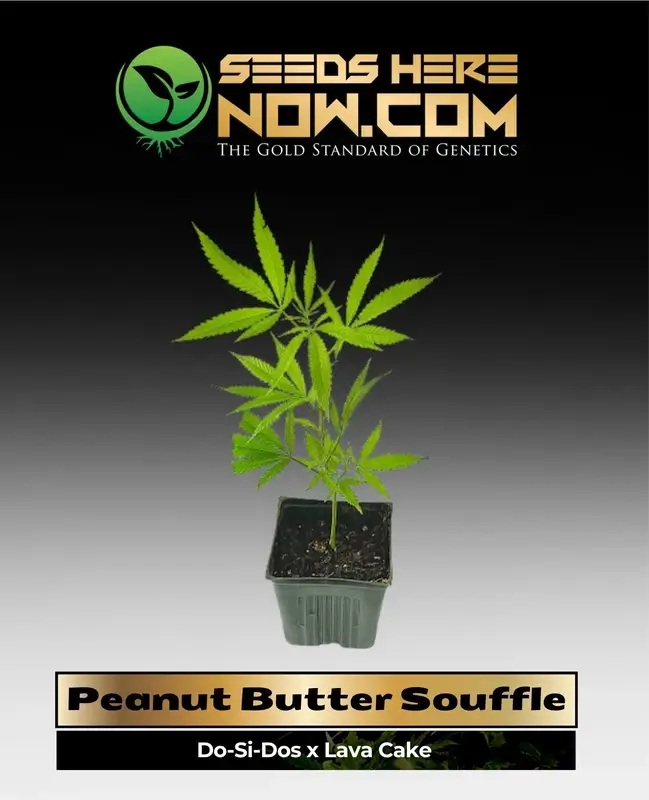 Peanut Butter Souffle Cannabis Clone in natural setting, showcasing vibrant green leaves and robust structure