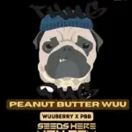 Peanut Butter Wuu (Regular) - Thug Pug Genetics