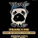 Pearly PB (Regular) - Thug Pug Genetics