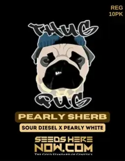 Pearly Sherb Regular Cannabis Seeds by Thug Pug Genetics featuring Sherb Breath and Pearly White lineage