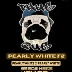 Pearly White F2 (Regular) - Thug Pug Genetics