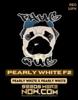 Pack of Pearly White F2 Regular Seeds from Thug Pug Genetics