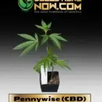 Pennywise (CBD) Clones -  ACC