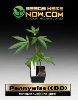 Pennywise CBD clones featuring fresh citrus and pine scents with a backdrop of sweet earth