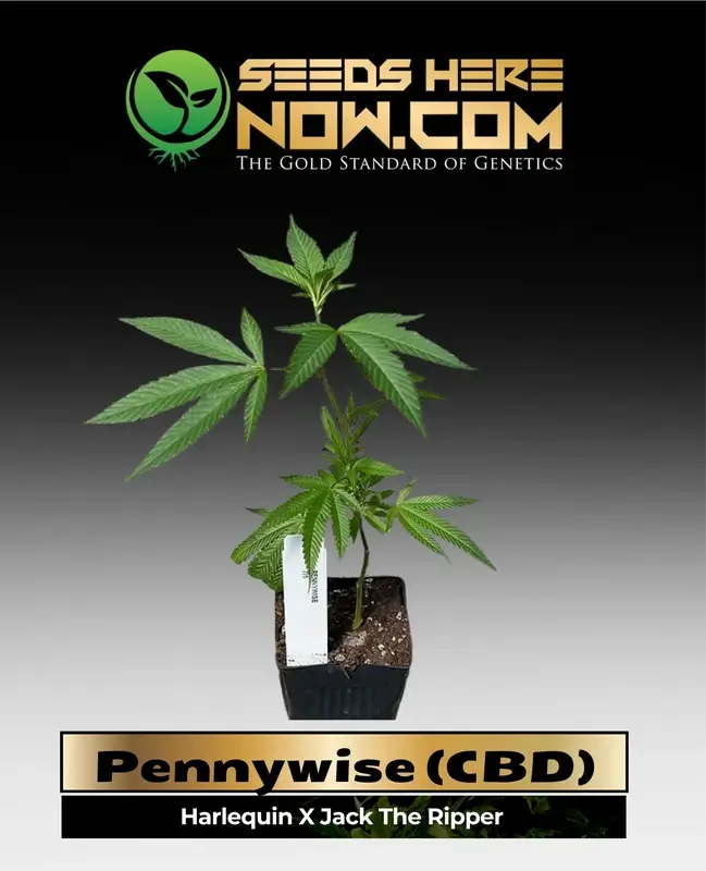 Pennywise CBD clones featuring fresh citrus and pine scents with a backdrop of sweet earth