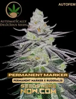 Pack of Permanent Marker autoflower cannabis seeds (space) 20(space)25% THC, Indica dominant, earthy and citrus aroma