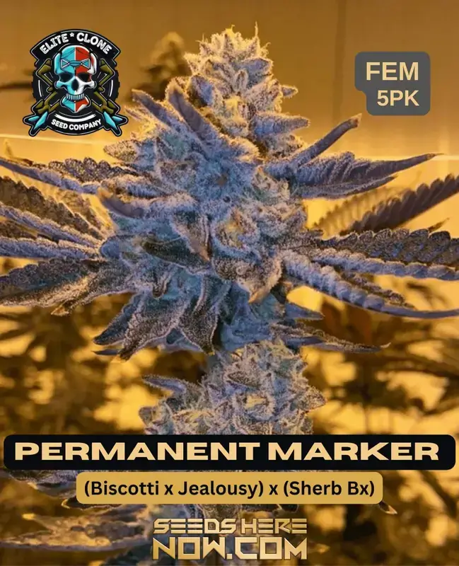 Permanent Marker S1 feminized seeds by Elite Clone Seed Company featuring Biscotti, Jealousy, and Sherb BX genetics