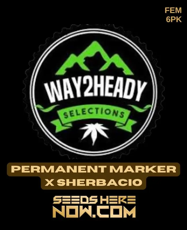 Image of Permanent Marker x Sherbacio feminized cannabis seeds by Way2heady Selections, showcasing robust buds and vibrant plant colors.