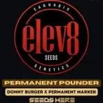Permanent Pounder (Feminized) - Elev8 Seeds