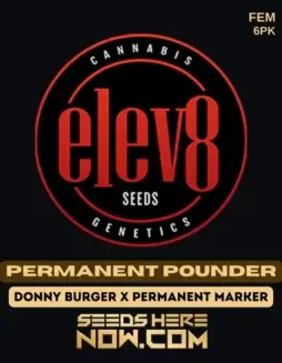Image of Permanent Pounder cannabis seeds by Elev8 Seeds, high THC feminized hybrid strain