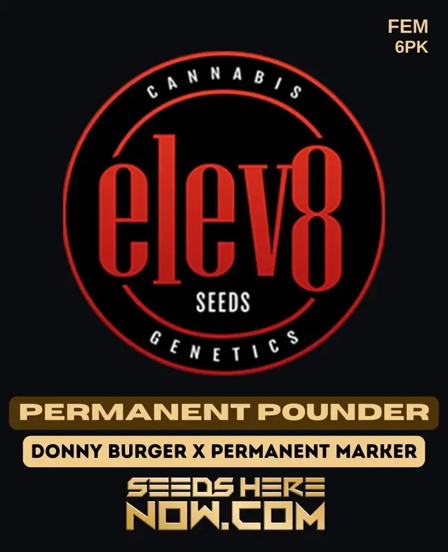 Image of Permanent Pounder cannabis seeds by Elev8 Seeds, high THC feminized hybrid strain